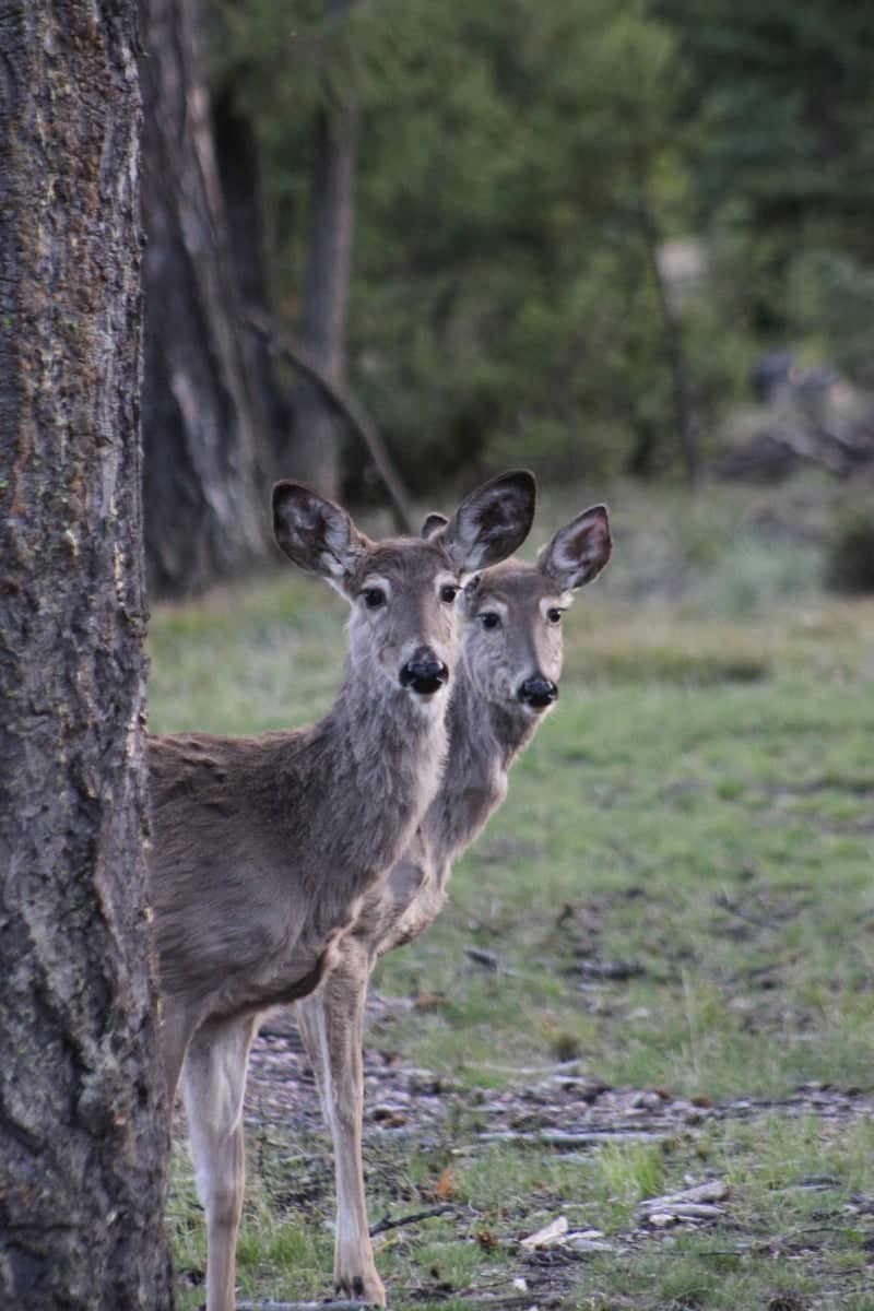 Seeley Lake Forest - Image 1