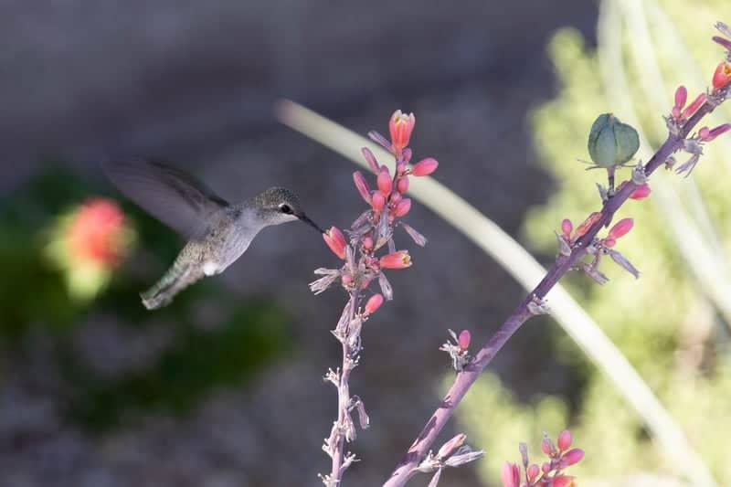 Indio Desert Garden - Image 1