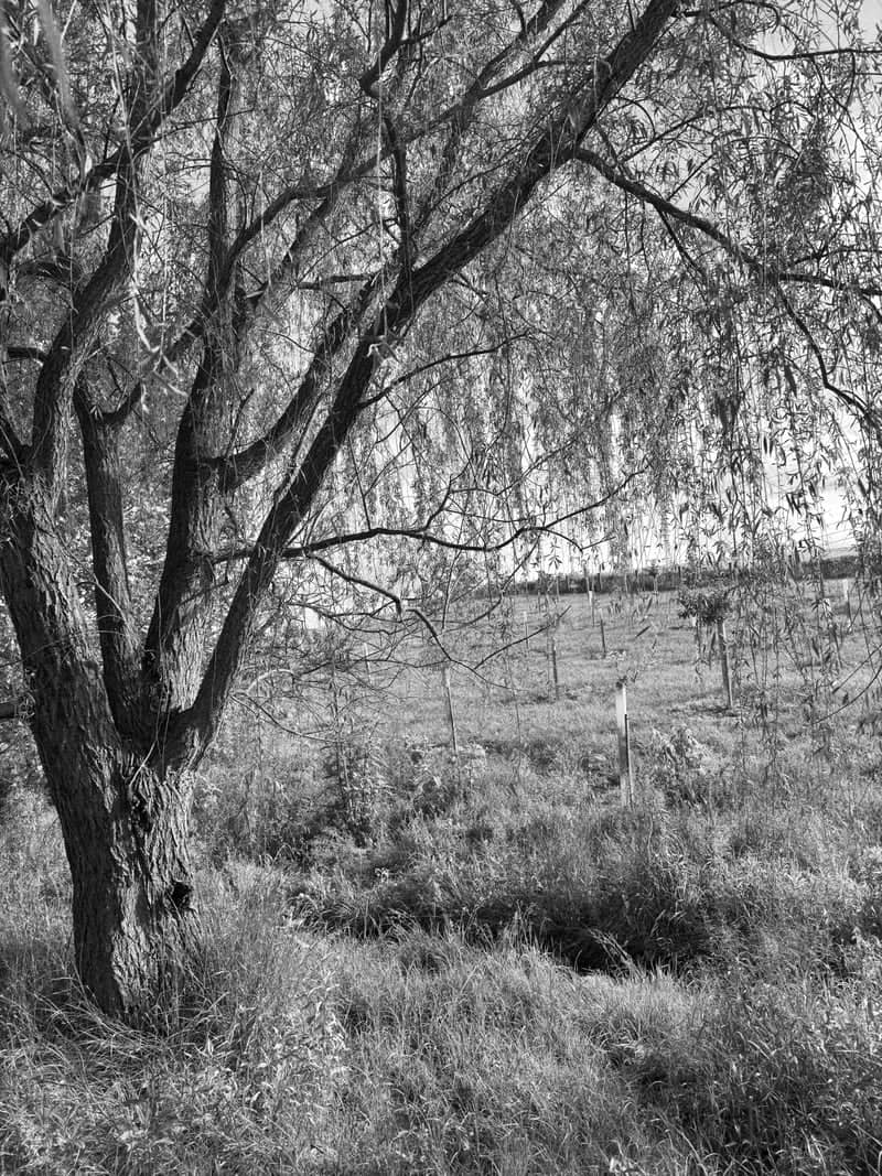 Broad Run Willow Tree - Image 1