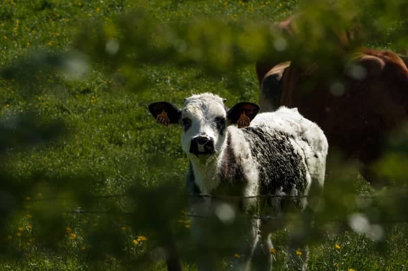 Moivrons Pastoral Farmland - Image 1