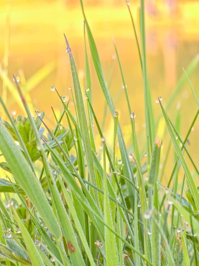 Bolešov Meadows - Image 1