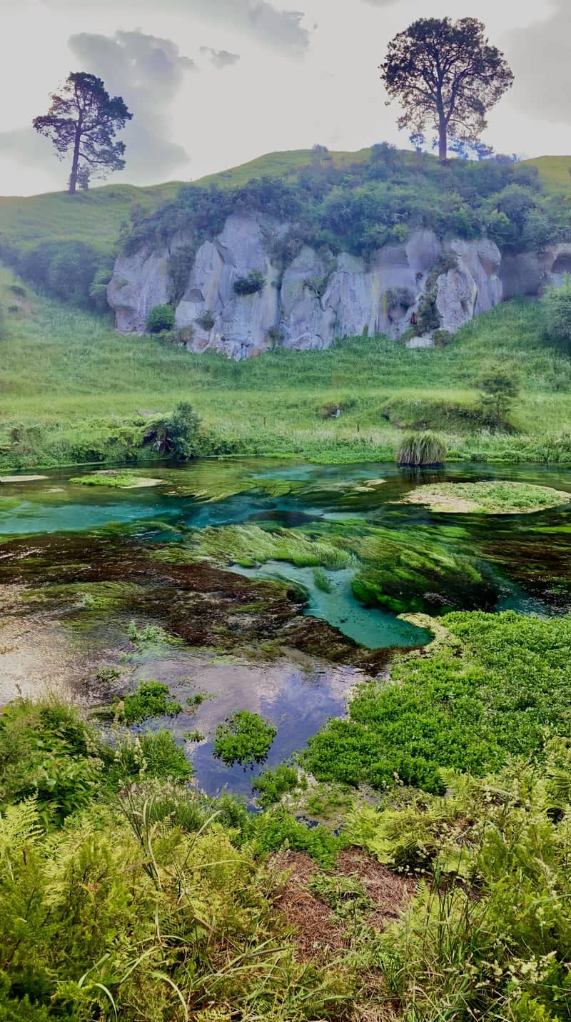 Blue Spring (Te Waihou Walkway) - Image 1