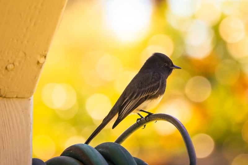 Claremont Garden Birding - Image 1