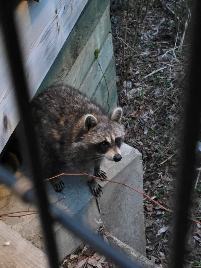 Saint-Jérôme Urban Wildlife Spot - Image 1