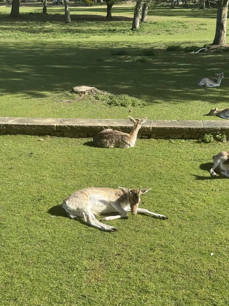 Magdalen College Deer Park - Image 1