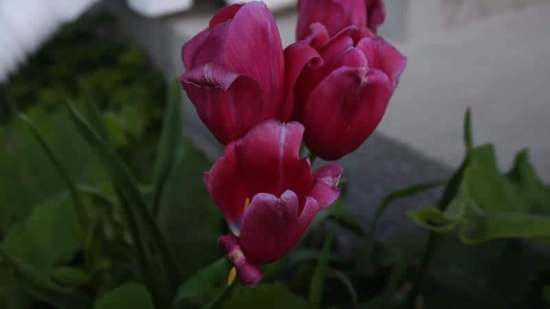 McLean County Museum of History Gardens - Image 1