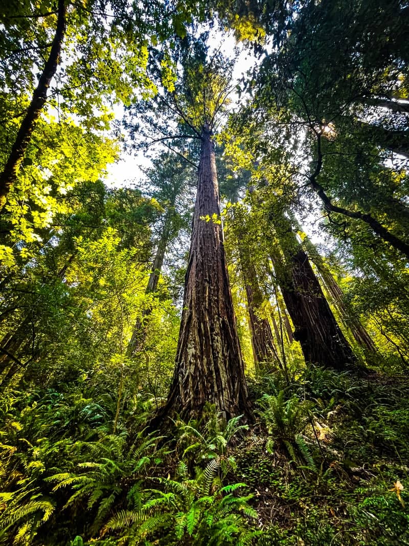 Richardson Grove State Park - Image 1