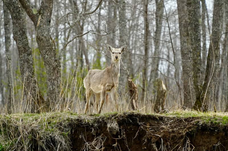 Kushiro Shitsugen National Park - Image 1
