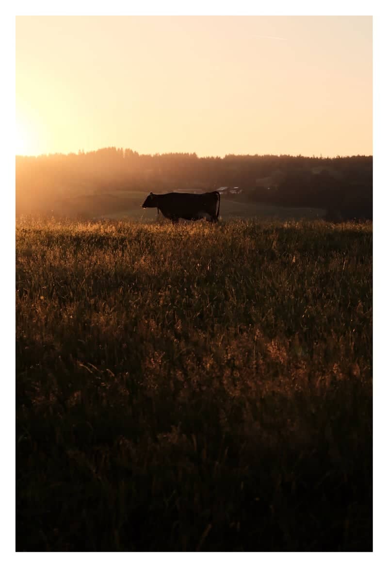 Waltenhofen Meadows - Image 1