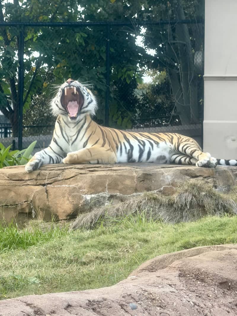 Mike the Tiger's Habitat - Image 1