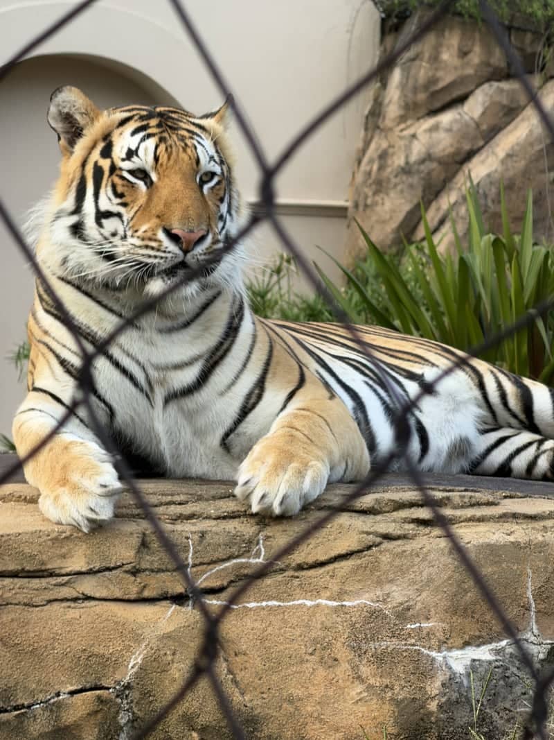Mike the Tiger Habitat - Image 1