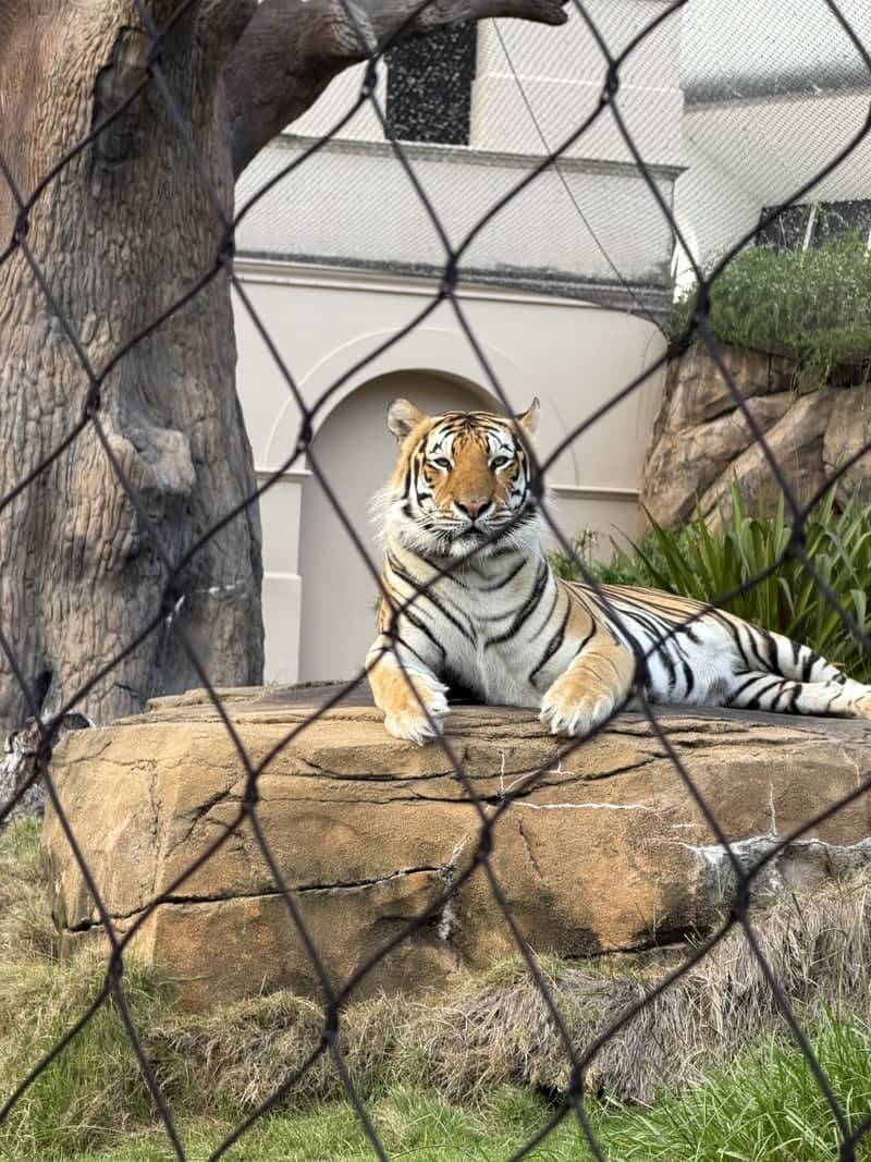 Mike the Tiger's Habitat - Image 1