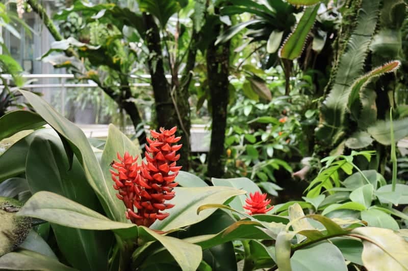 Botanical Garden of the University of Basel - Image 1