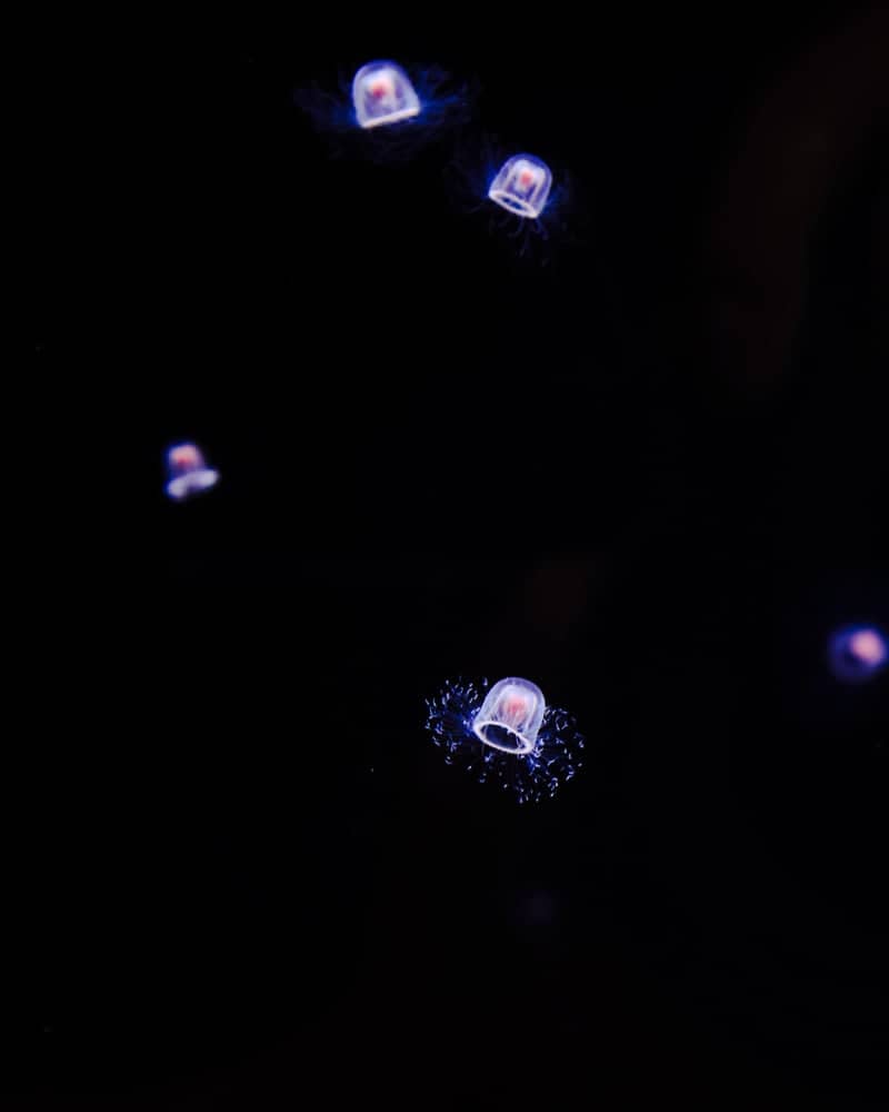 Aqua World Oarai Aquarium - Image 1