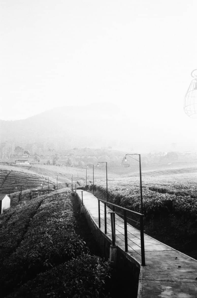 Rancabali Tea Plantation - Image 1