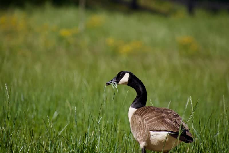 Milton Pastures - Image 1