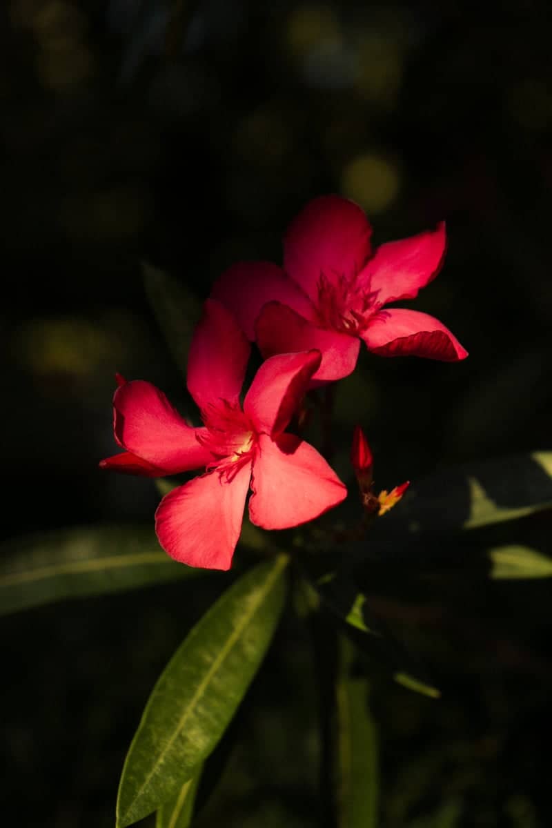 Primorsko Coastal Gardens - Image 1