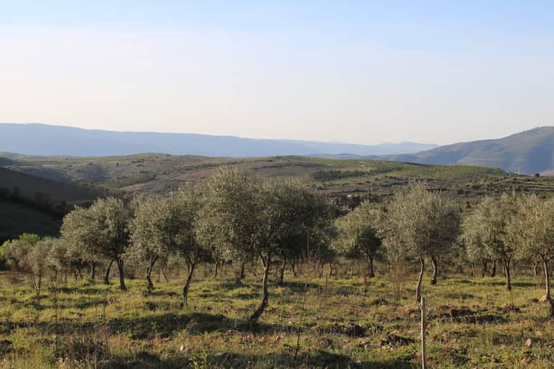 Urros Olive Grove Overlook - Image 1