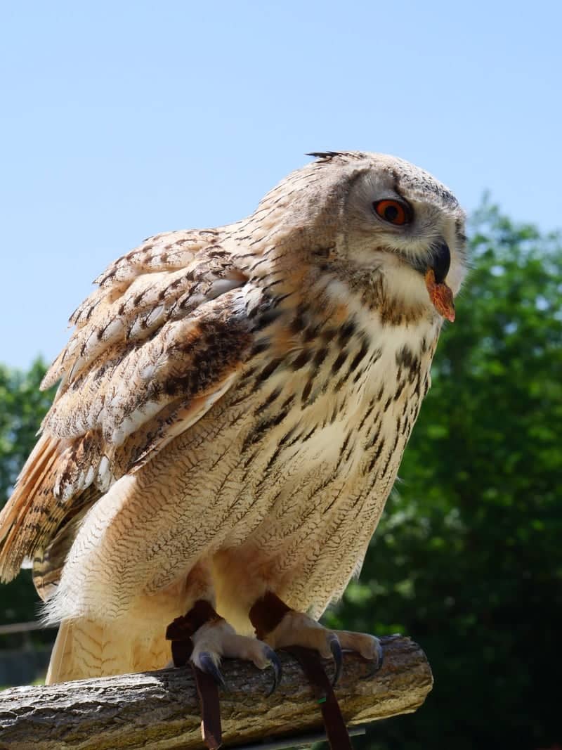 ZooParc de Beauval - Image 1