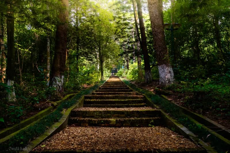 Ba Vi National Park Forest Stairs - Image 1