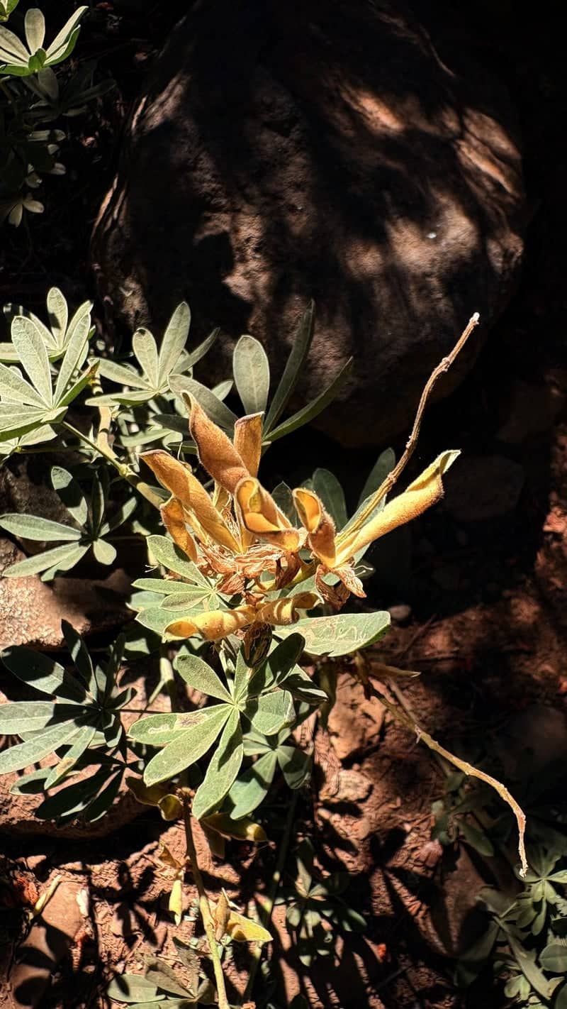 Tahoe National Forest Flora - Image 1
