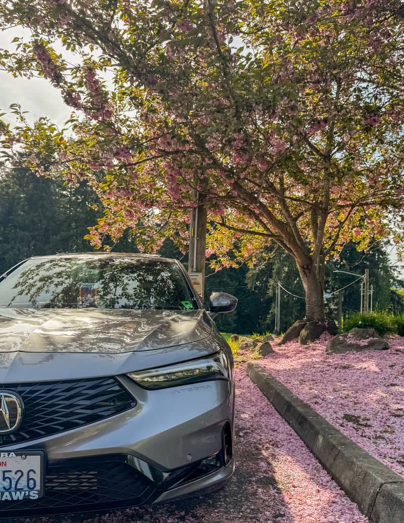 Milton Cherry Blossom Drive - Image 1