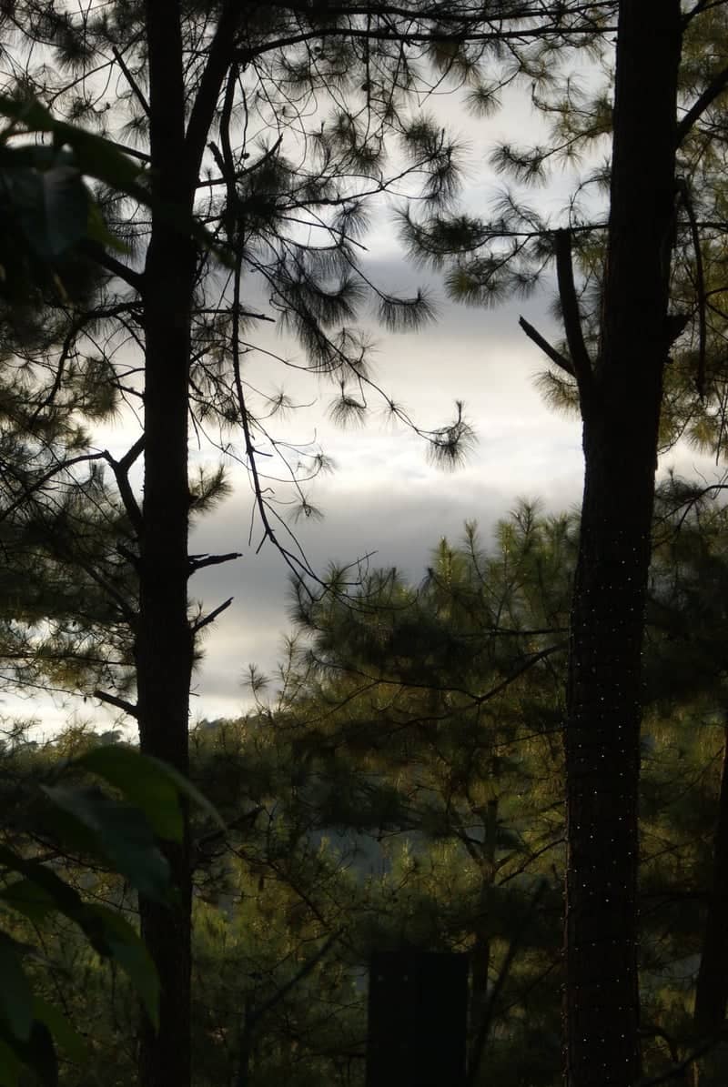 Outlook Drive Pine Forest - Image 1