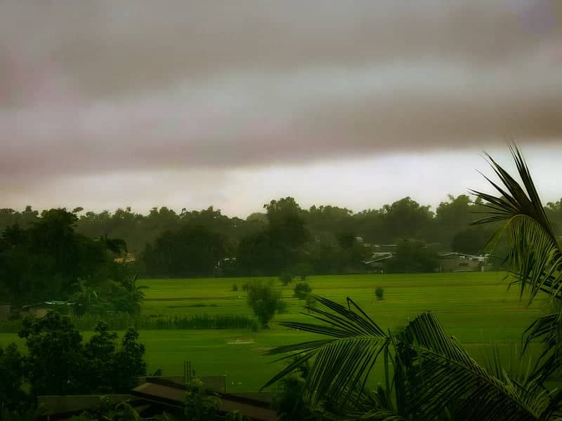 Pangasinan Rice Fields - Image 1