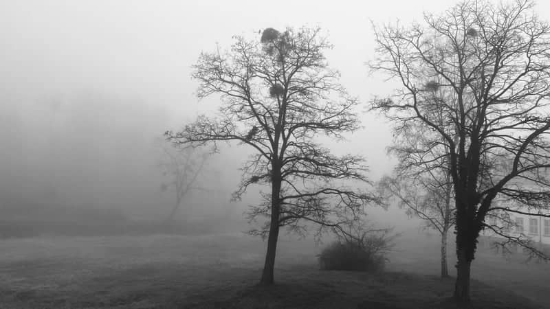 Misty Trees at Hellerau - Image 1