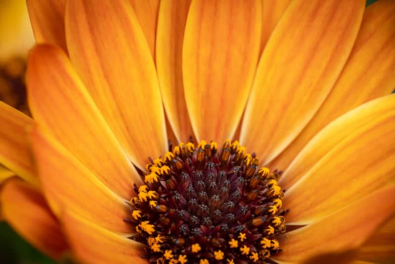 Neuss Garden Macro Spot - Image 1