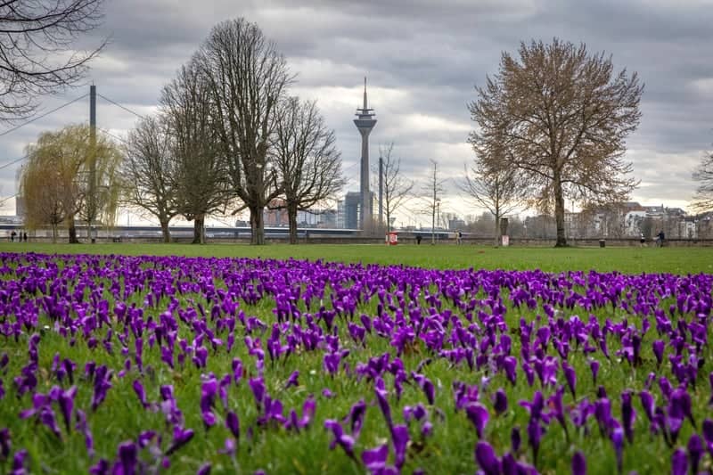 Rheinpark Golzheim - Image 1
