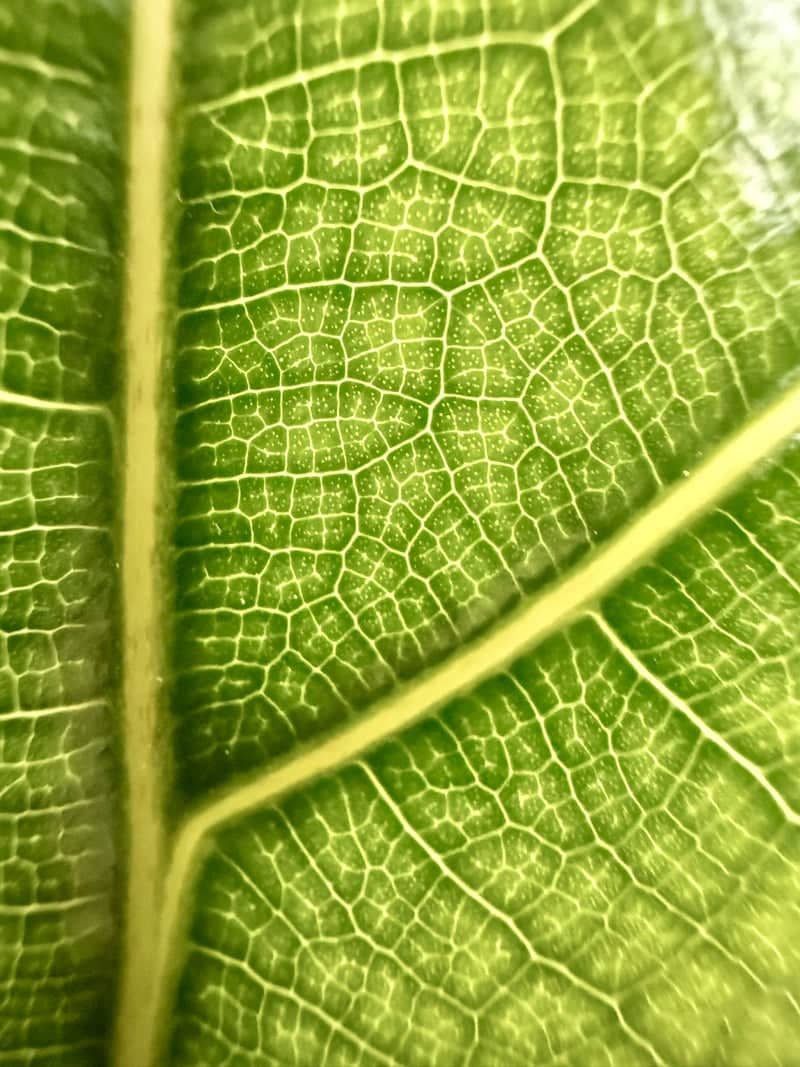 Due Carrare Botanical Details - Image 1