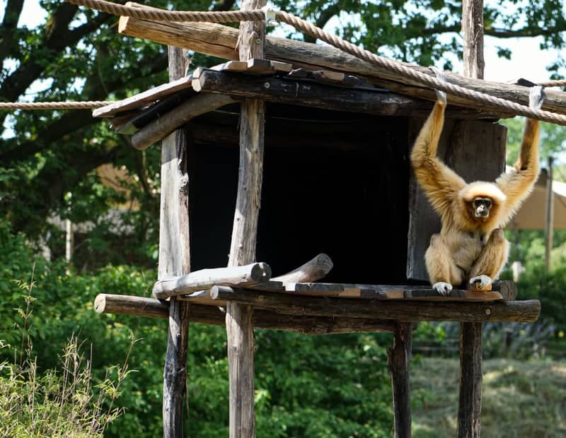 Safaripark Beekse Bergen - Image 1