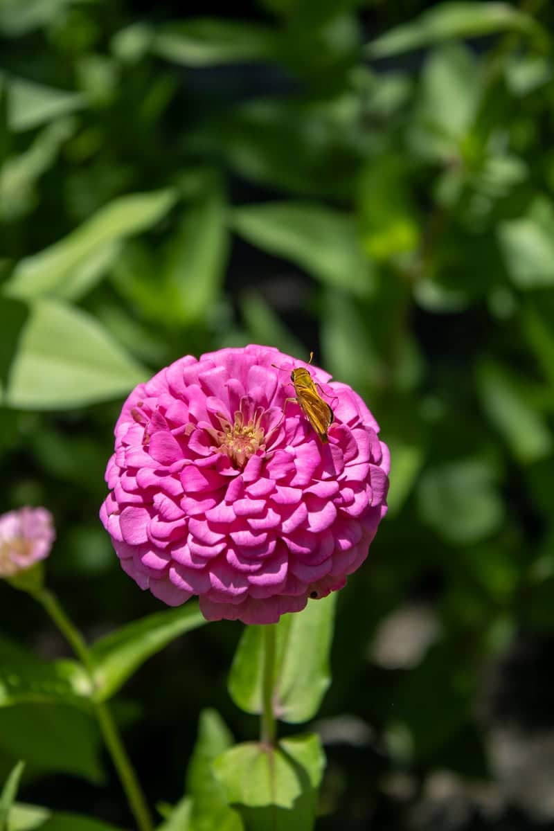 Hilltop Circle Garden - Image 1