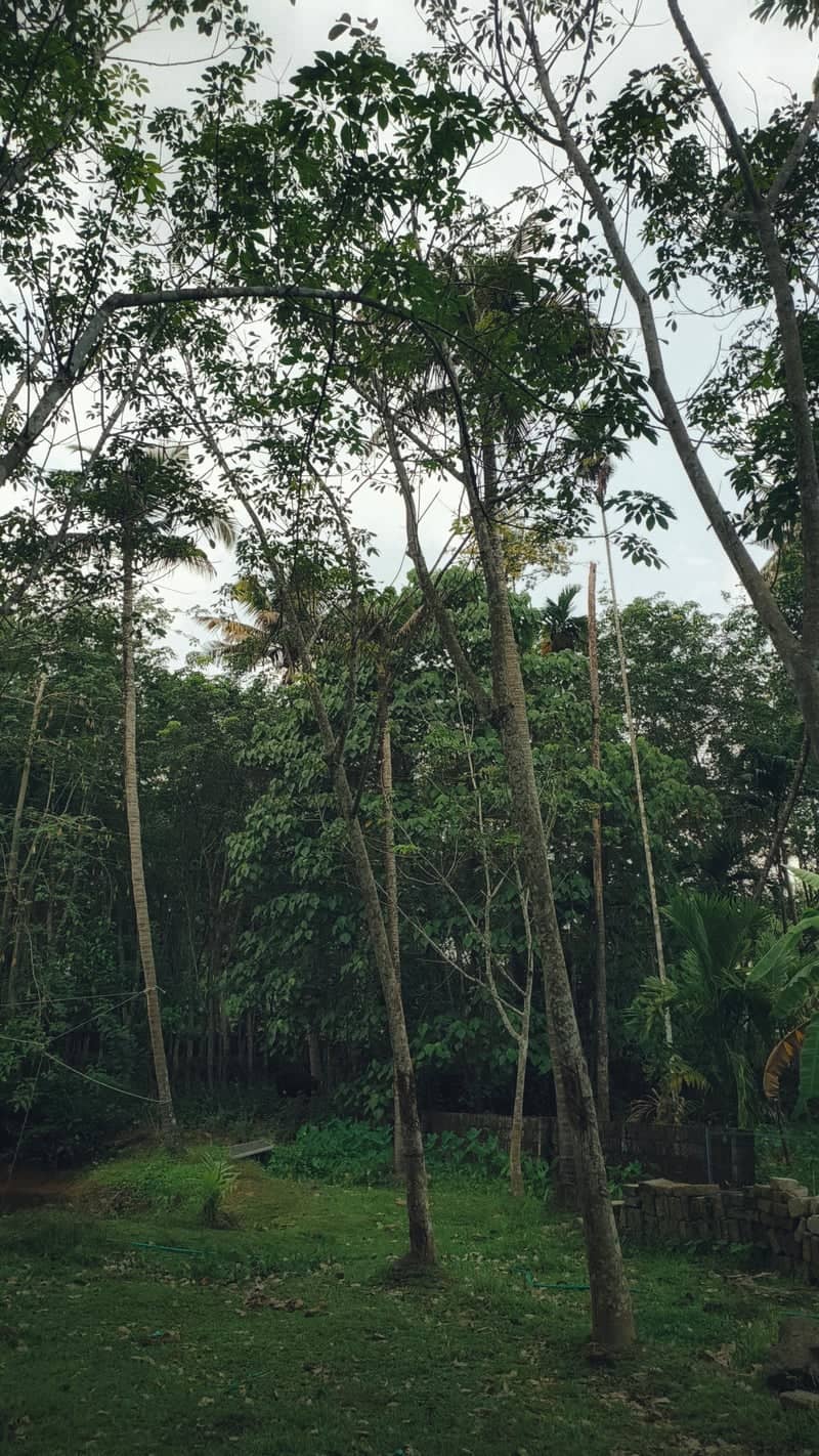 Kerala Tropical Plantation Grove - Image 1