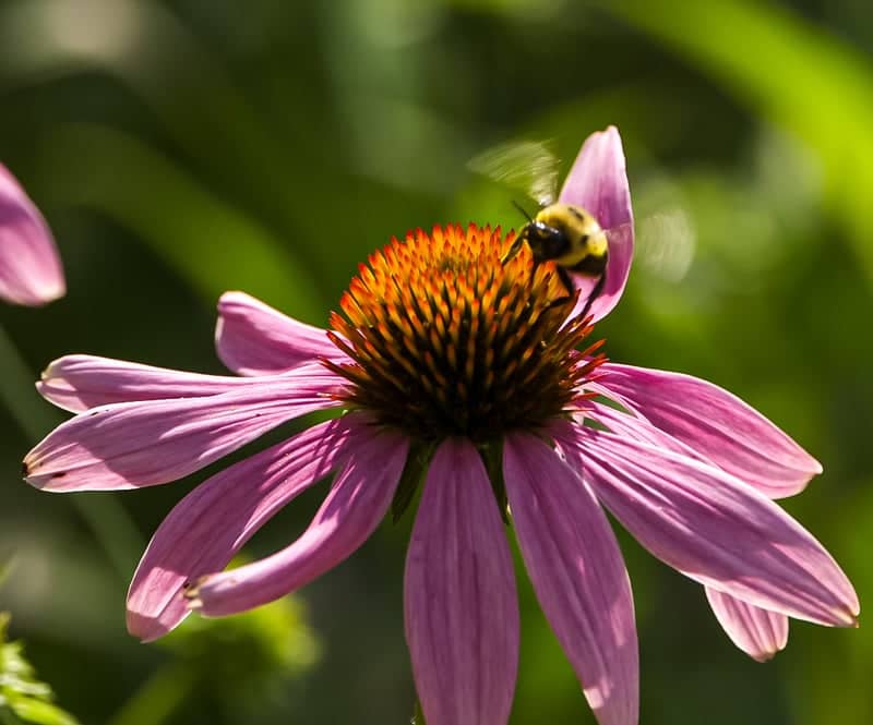 Nelson-Atkins Museum of Art Gardens - Image 1