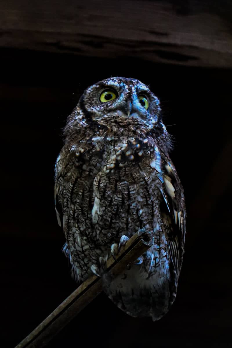 Rostock Zoo - Image 1
