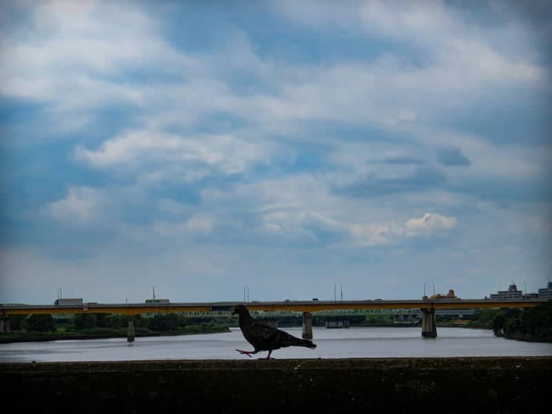 Arakawa Riverbank, Kita City - Image 1