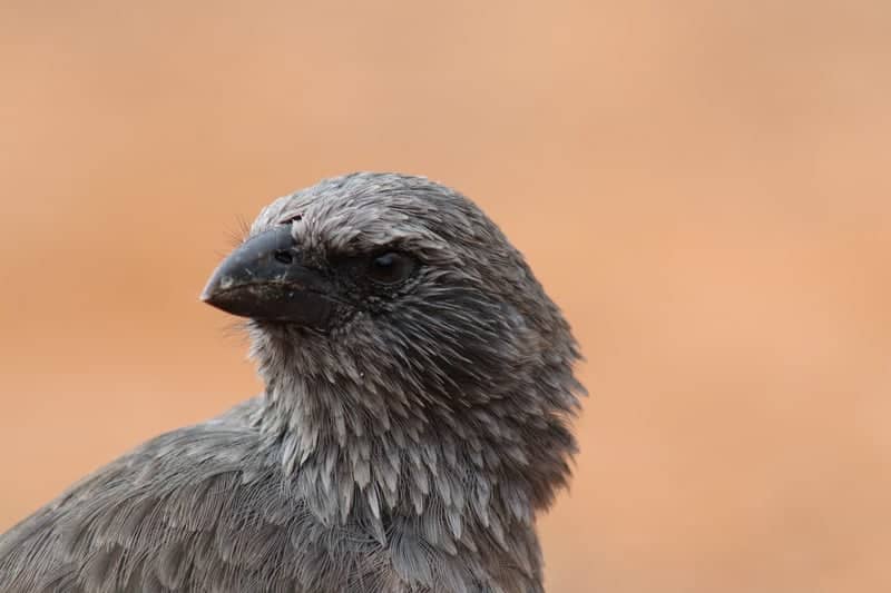 Wilpena Pound - Image 1