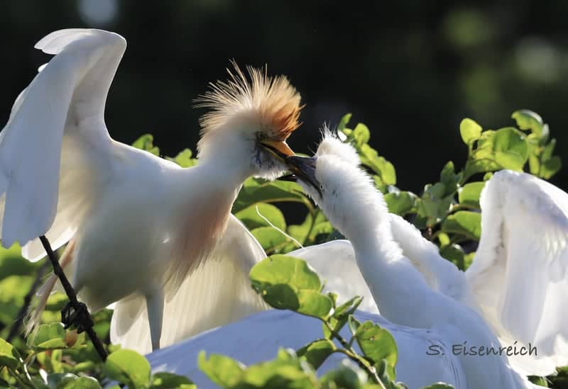 Wakodahatchee Wetlands - Image 1