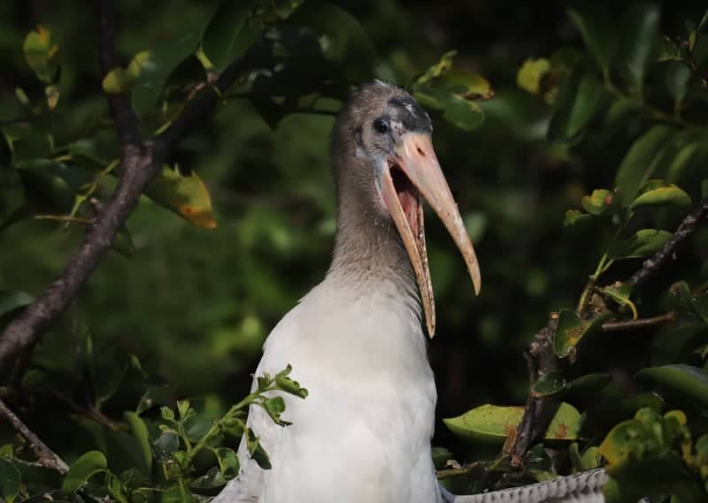 Wakodahatchee Wetlands - Image 1