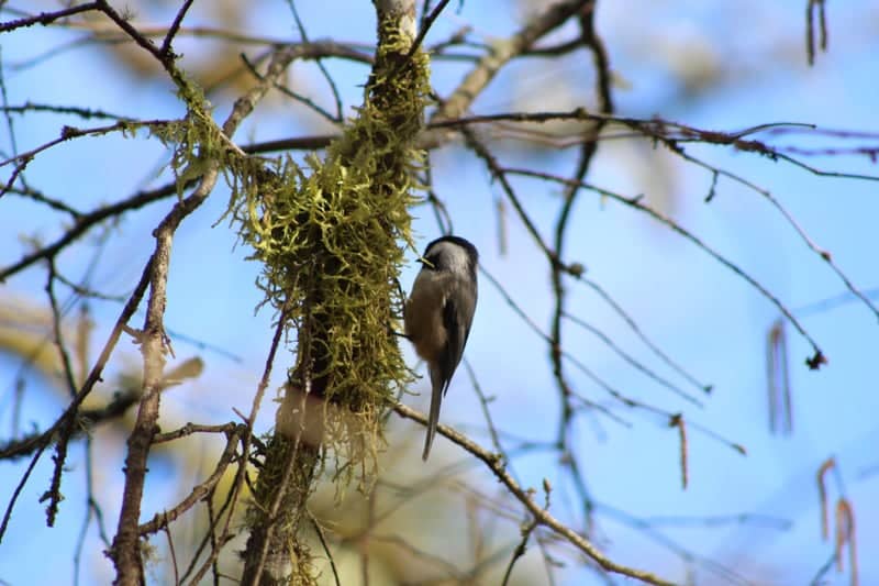 Camas Woodland Wildlife - Image 1