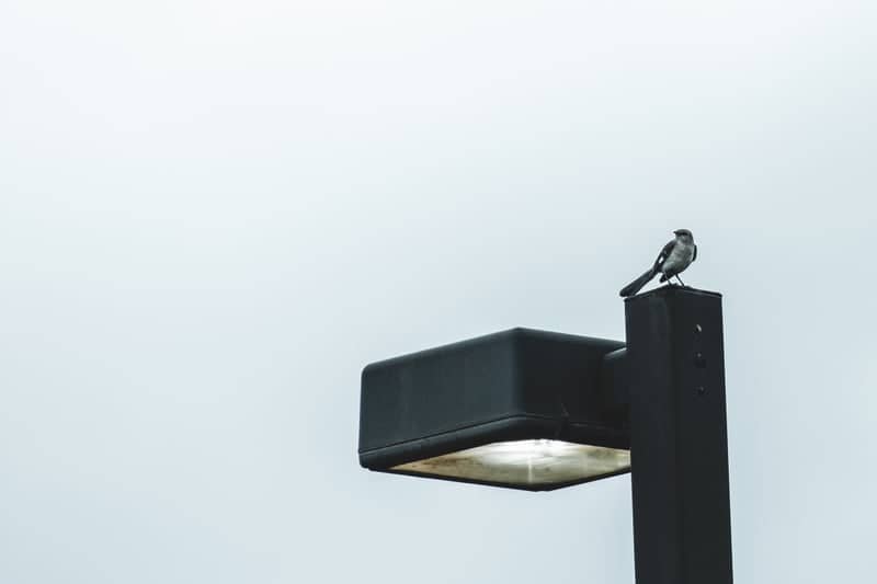Russellville Urban Wildlife - Image 1