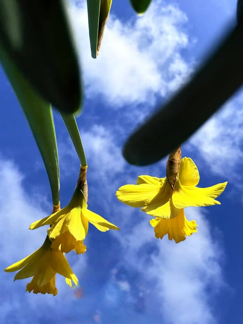 Mirfield Spring Garden - Image 1