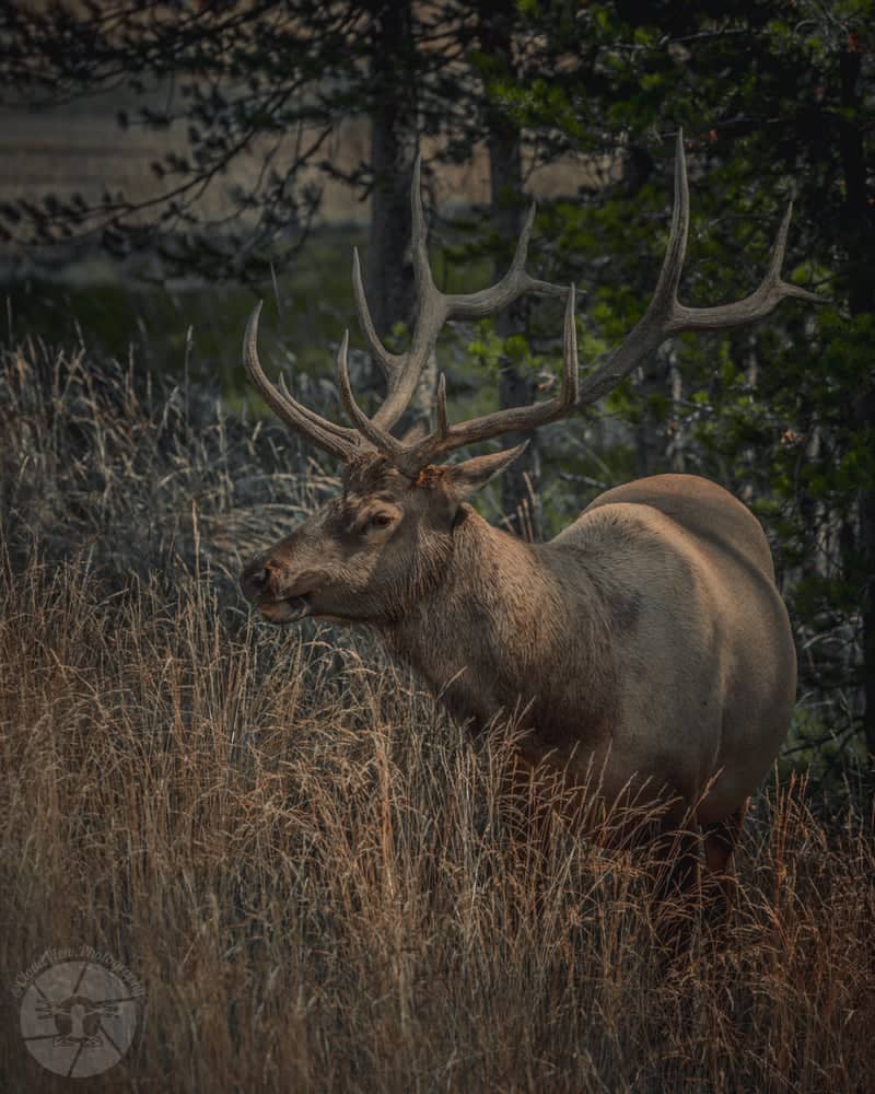 Yellowstone East Entrance - Image 1