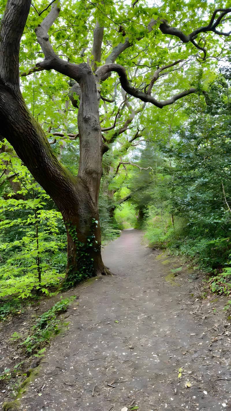 Alver Valley Woodland Path - Image 1