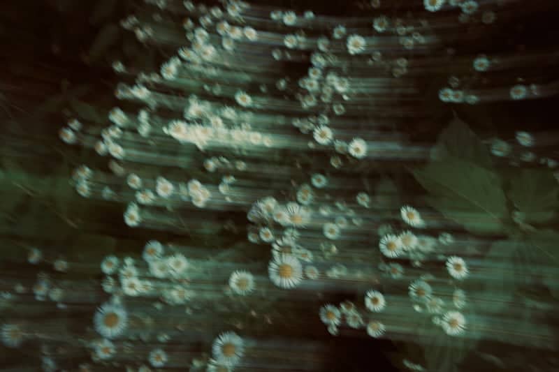 Hyeonsin-gil Wildflower Path - Image 1