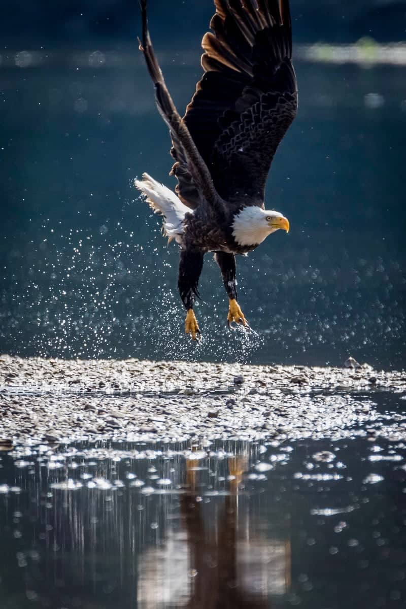 White River Eagle Watching - Image 1