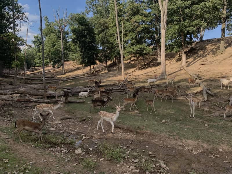Lake Tobias Wildlife Park - Image 1