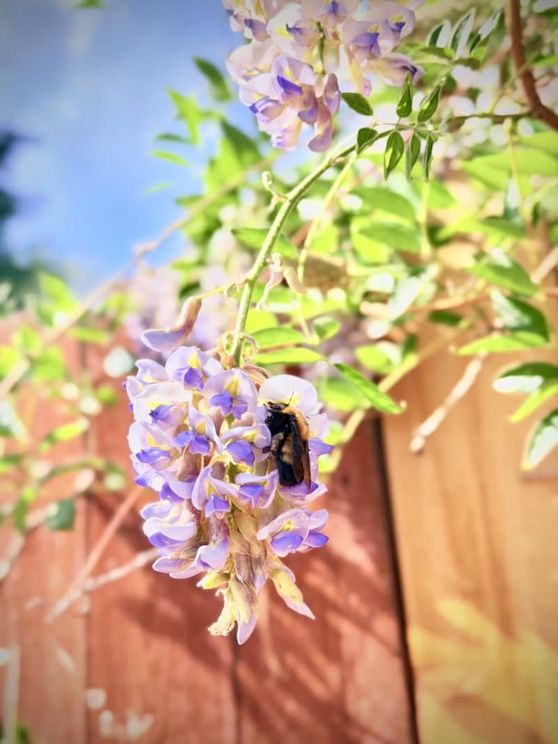Greeley Garden Wisteria - Image 1